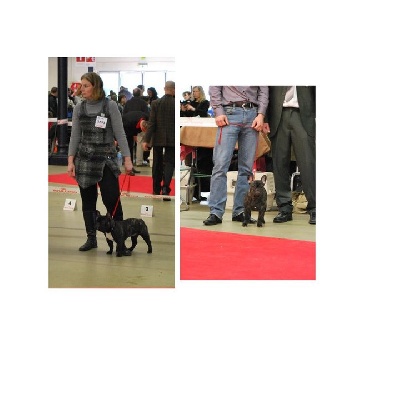 Du Chemin Des Neuf Vies - Flora et Fidel au Paris Dog Show 2011