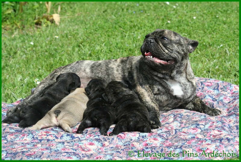Fénicia Du Chemin Des Neuf Vies
