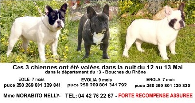 Du Chemin Des Neuf Vies - Alerte chiennes volées