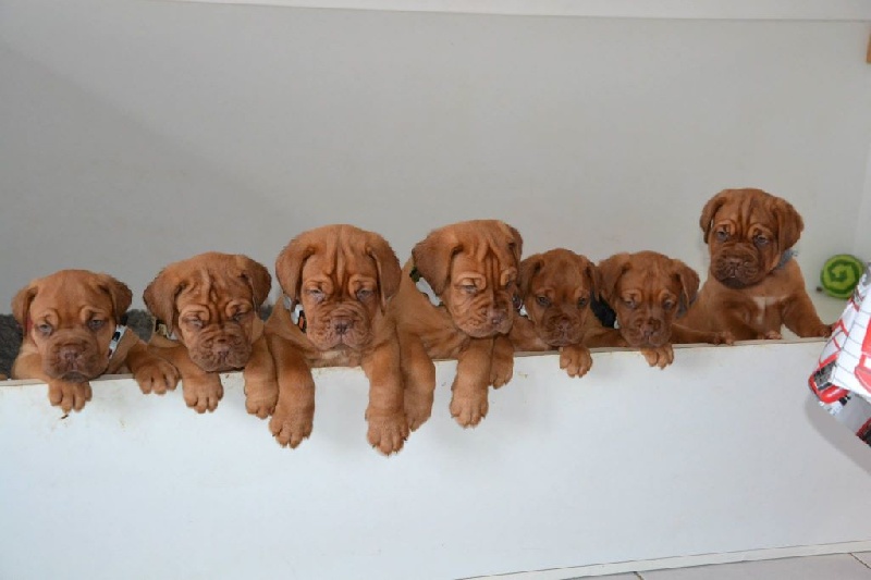Du Chemin Des Neuf Vies - Dogue de Bordeaux - Portée née le 21/05/2014
